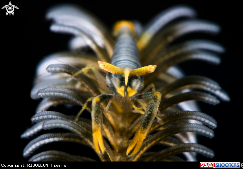 A Crevette des crinoÏdes