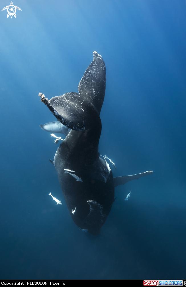 A Baleine à bosse 