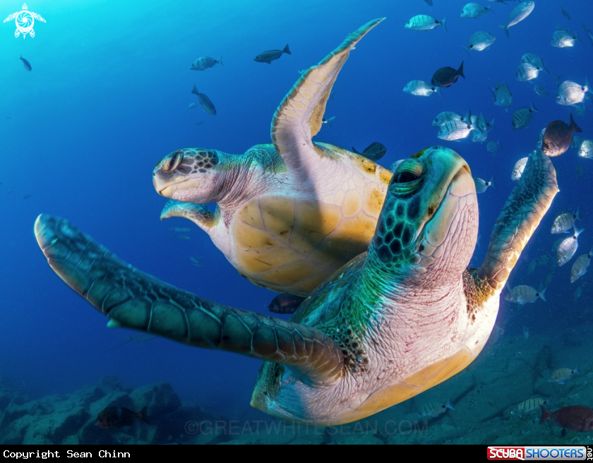A Green Sea Turtle