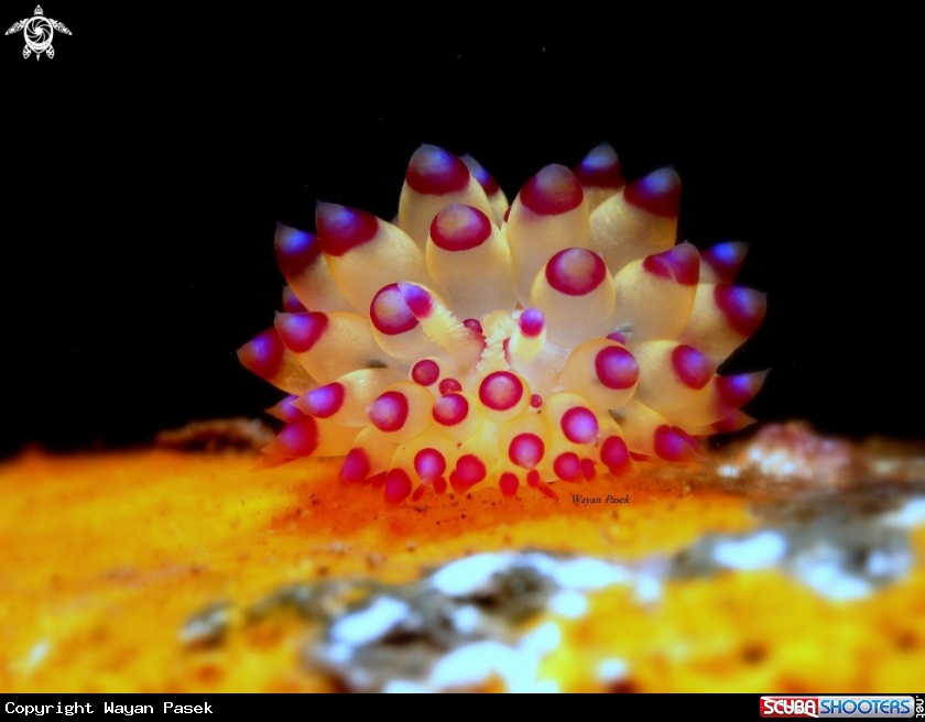 A Janolus 