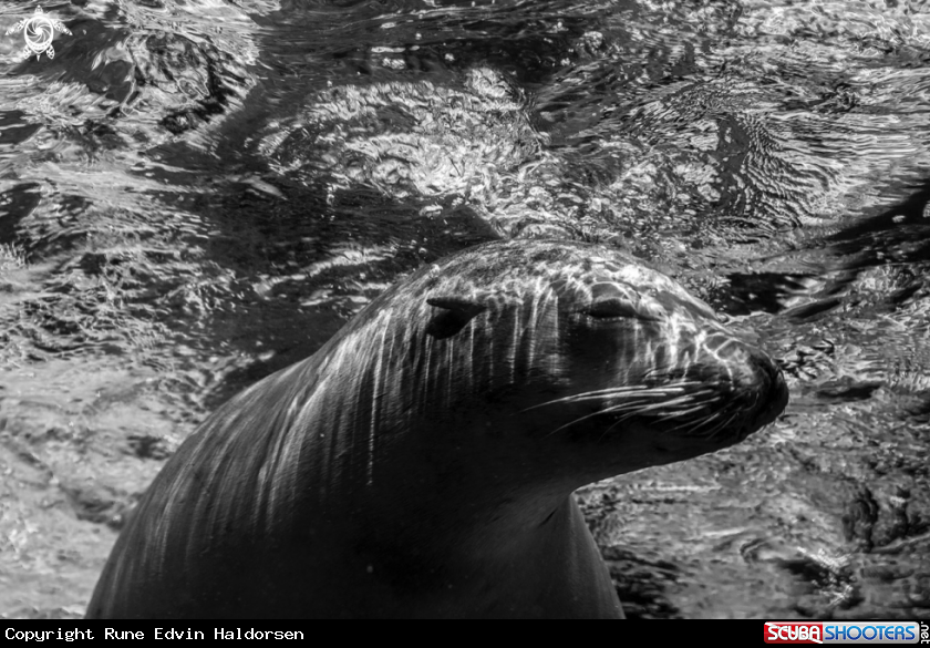 A California Sea Lion