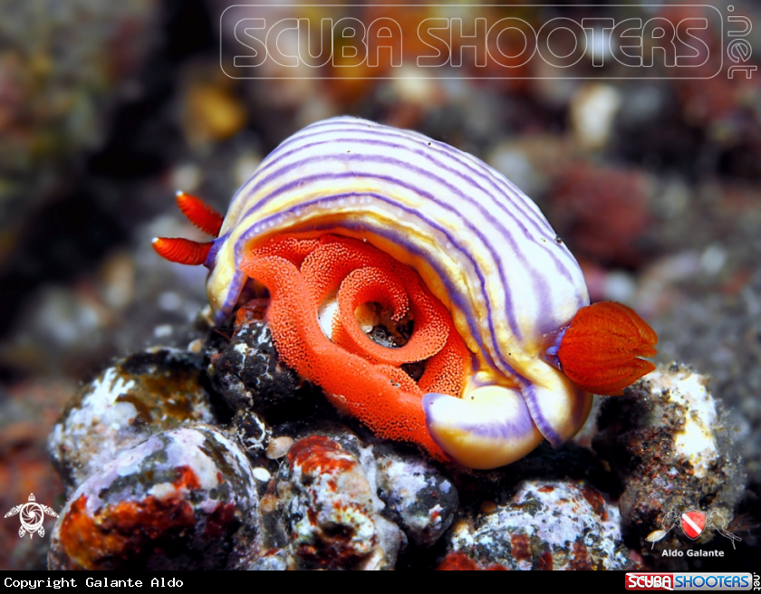 A Nudibranch Whitei 
