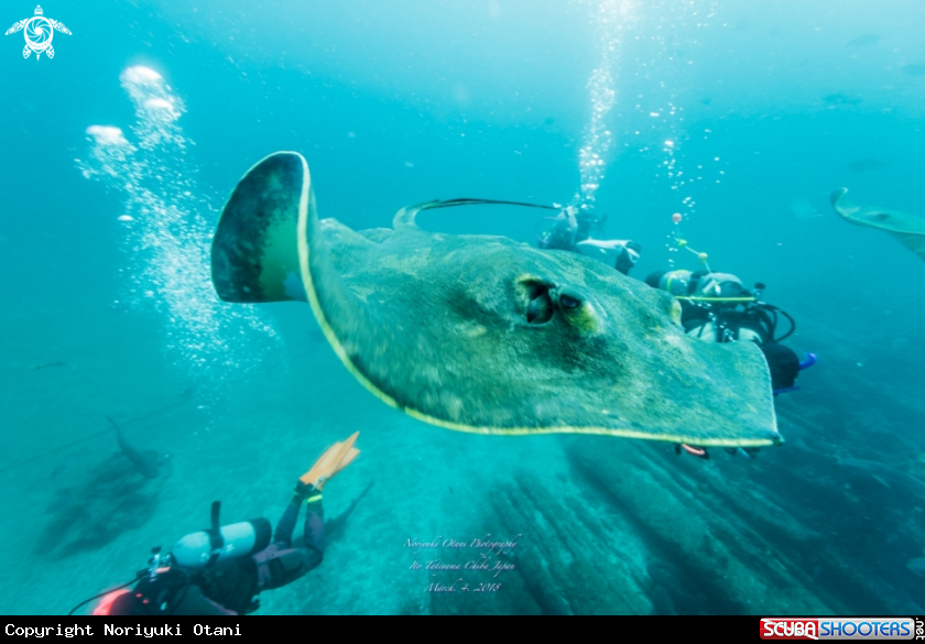 A Whip stingray