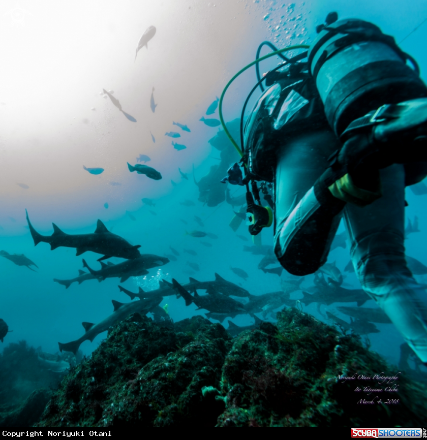 A Diver