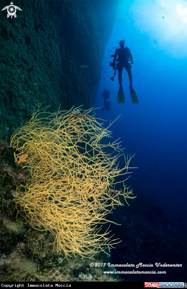 A Leptogorgia sarmentosa