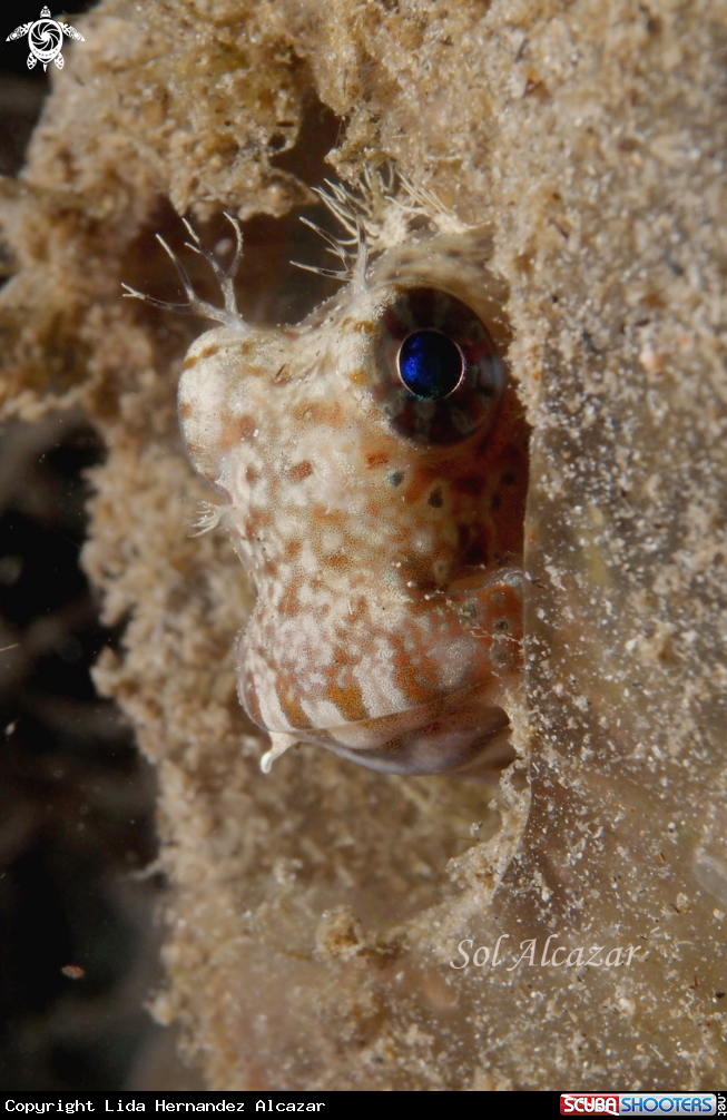 A blenny