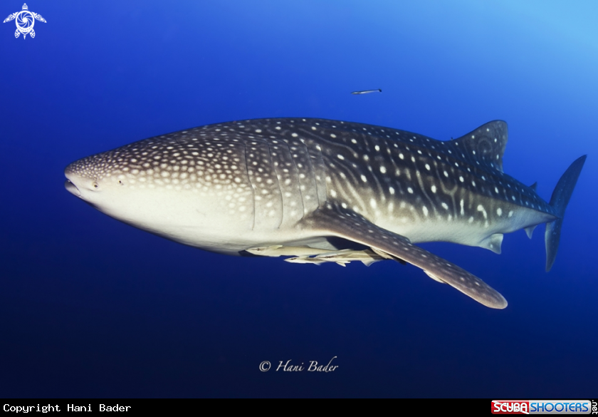 A whale shark