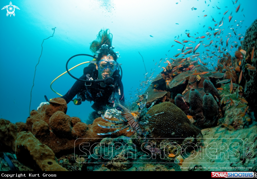 A Lionfish with Diver