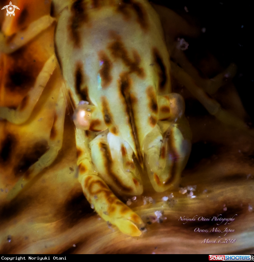 A Leopard Anemone Shrimp 