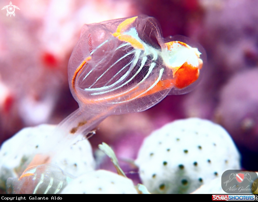 A Ascidians or Sea Squirts