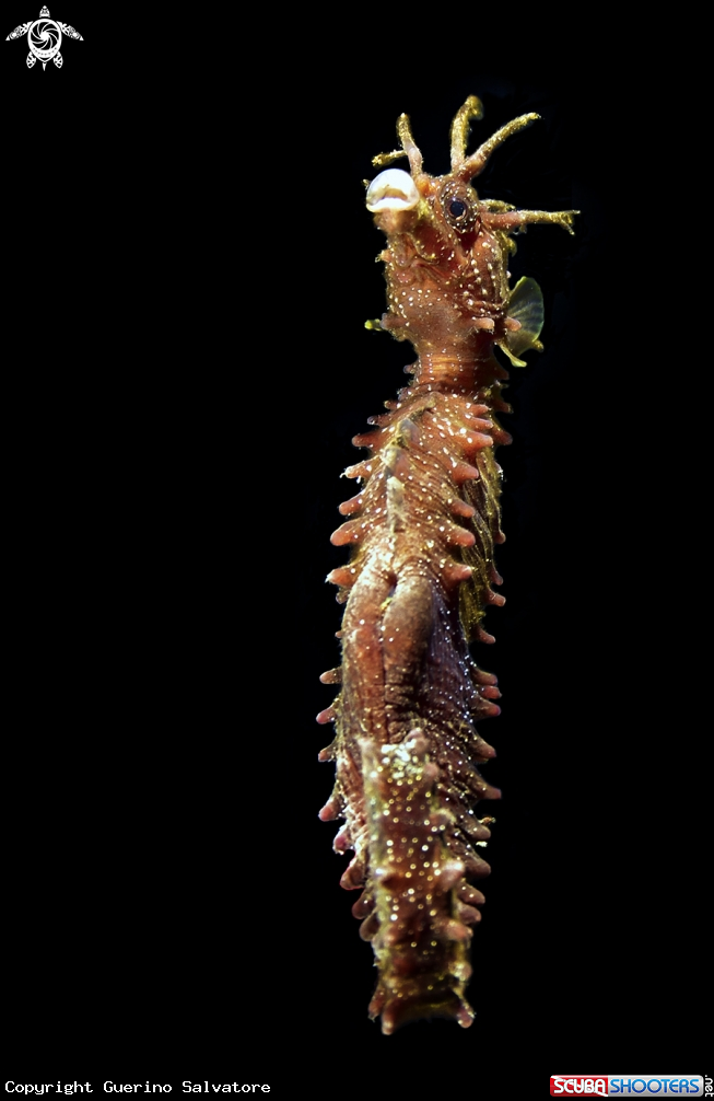 A Hippocampus