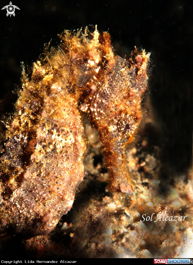 A seahorse
