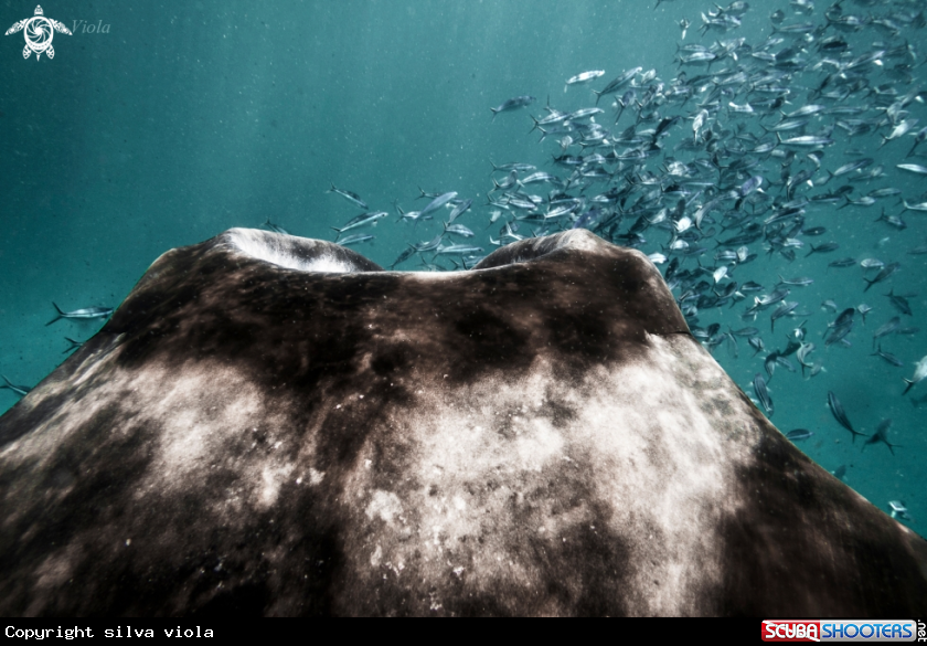 A Reef Manta Ray
