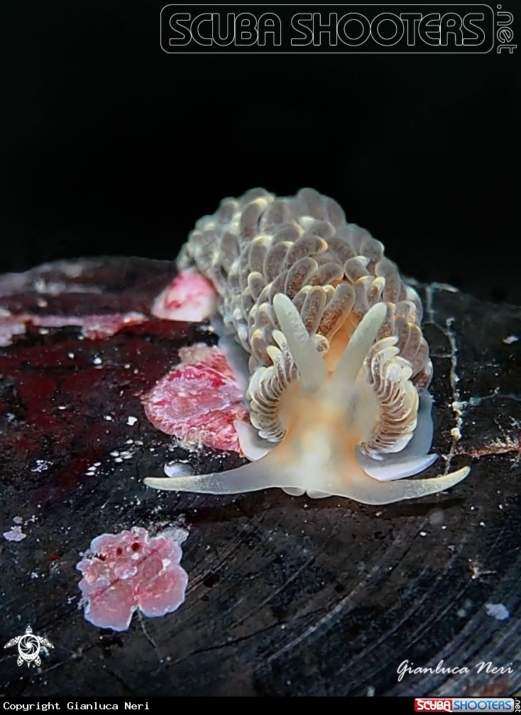 A Nudibranch
