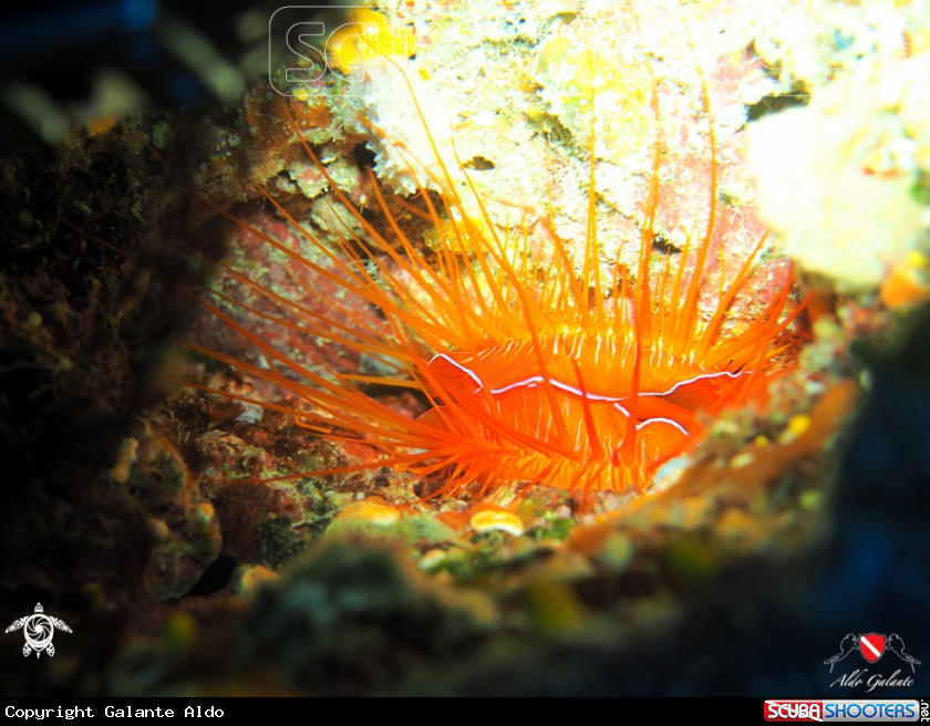 A Electric Clam