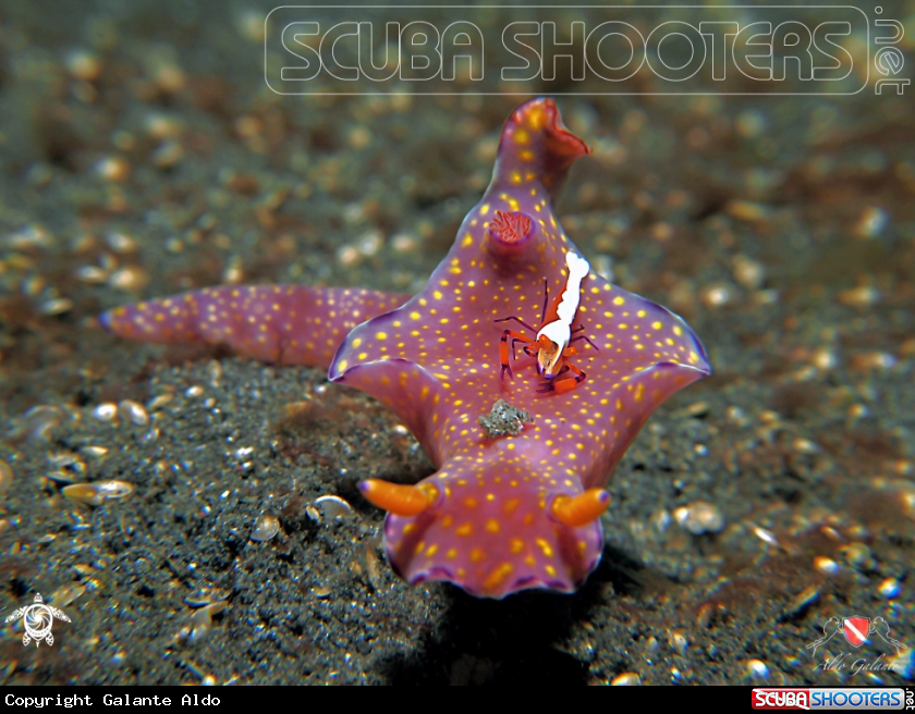 A Nudibranch and Emperor Shrimp.