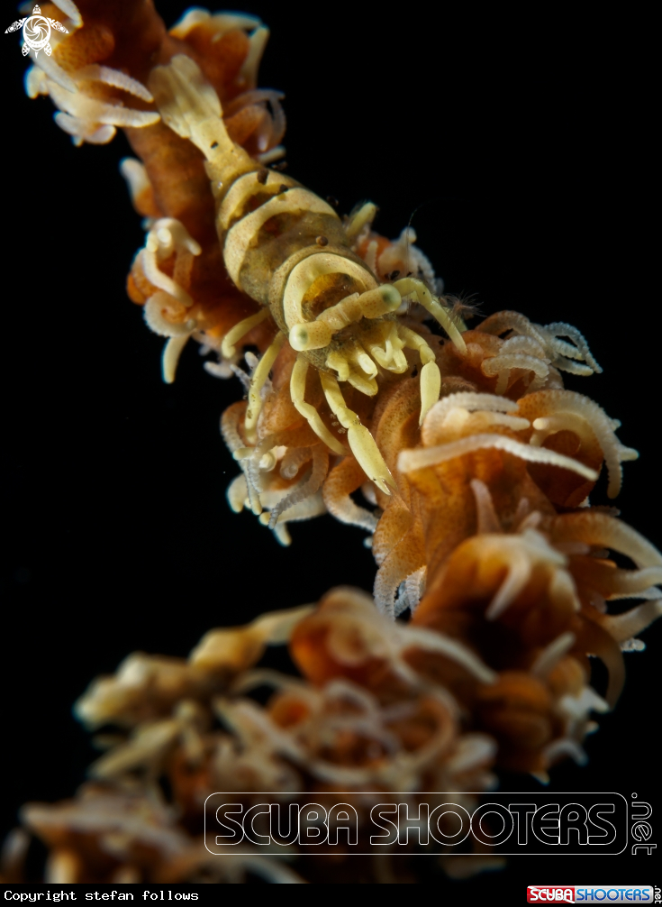 A Wire Coral Shrimp