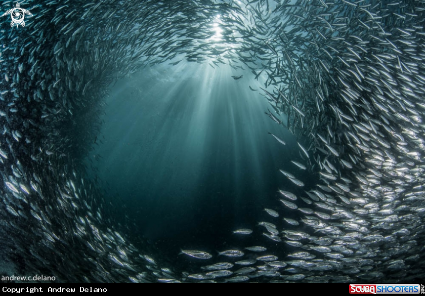 A Sardines