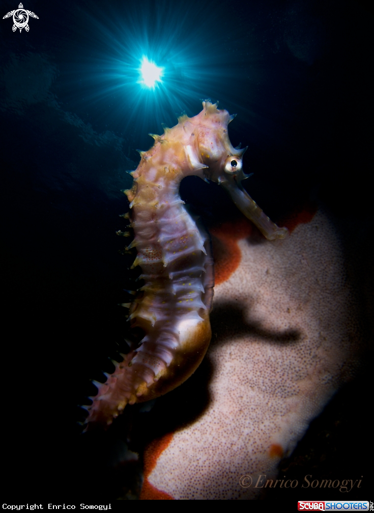A Thorny Seahorse