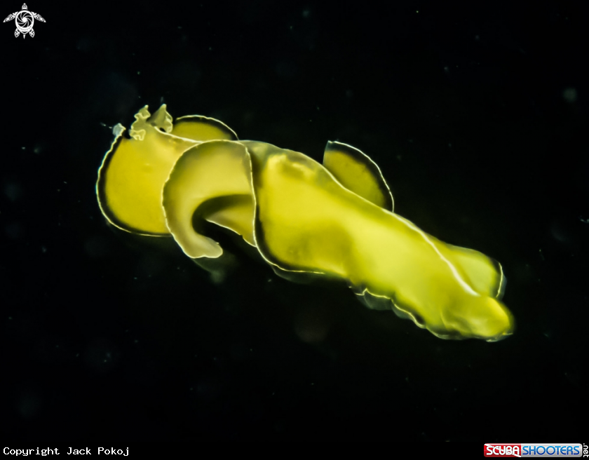 A Pseudobiceros flowersi
