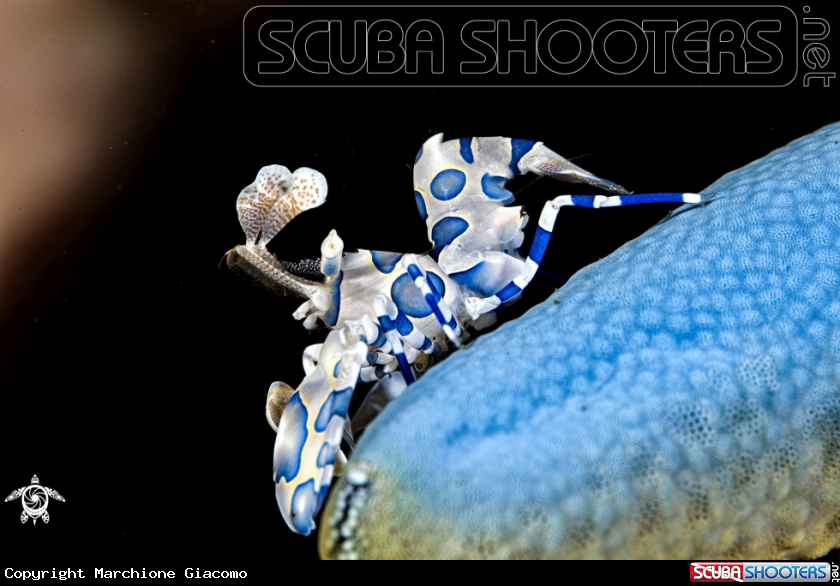 A Arlequin shrimp
