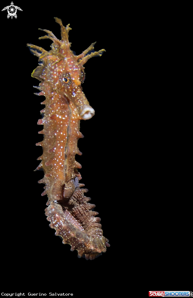 A hippocampus
