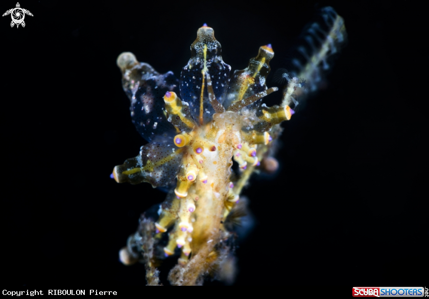 A nudibranche