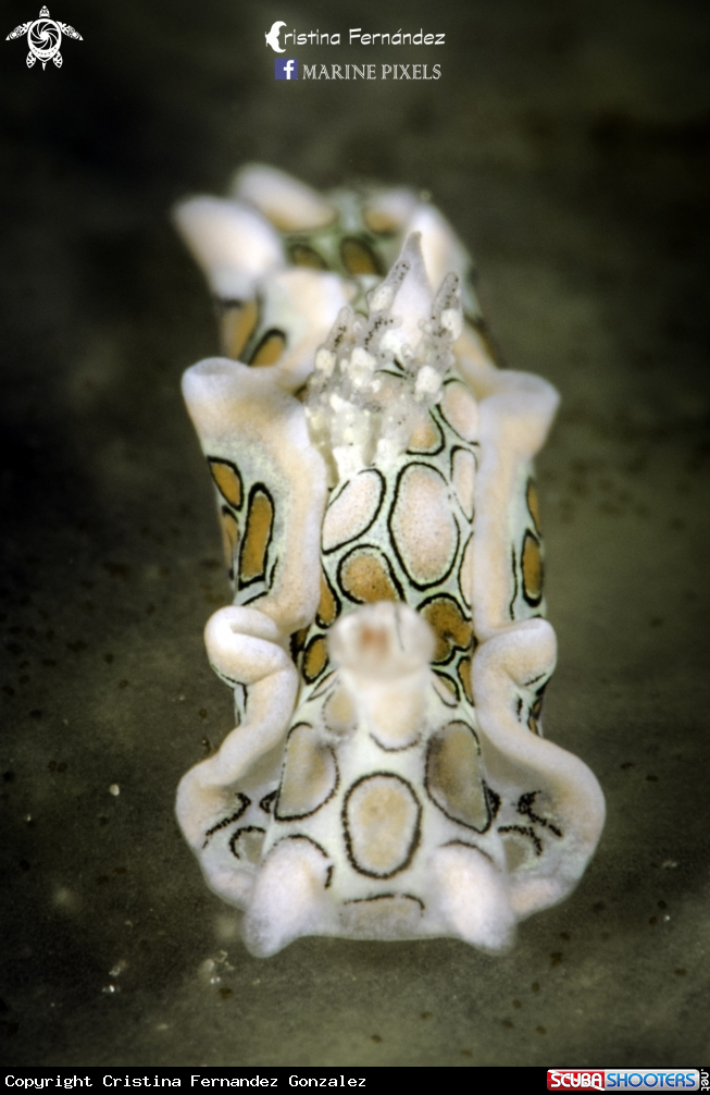 A Nudibranch