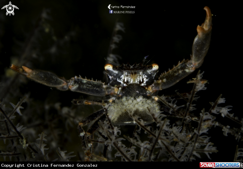 A Granulosse black coral