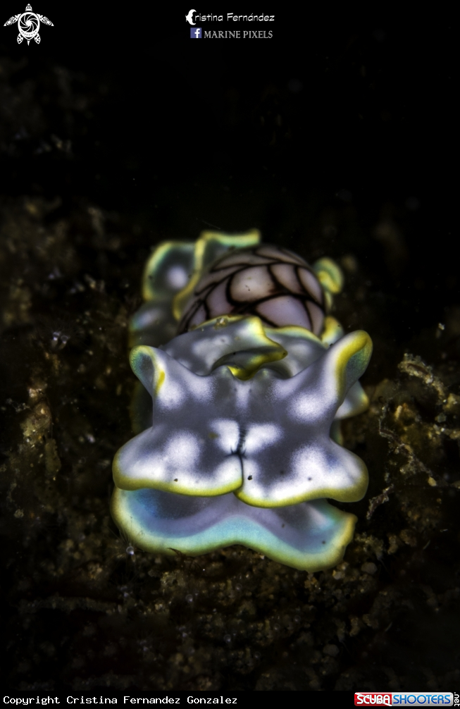 A Nudibranch