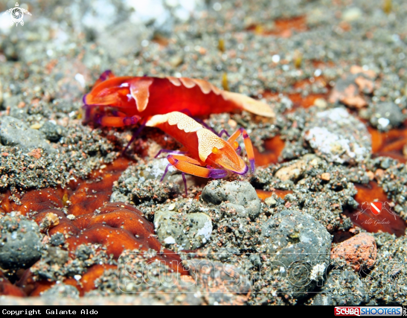 A Emperor Shrimp
