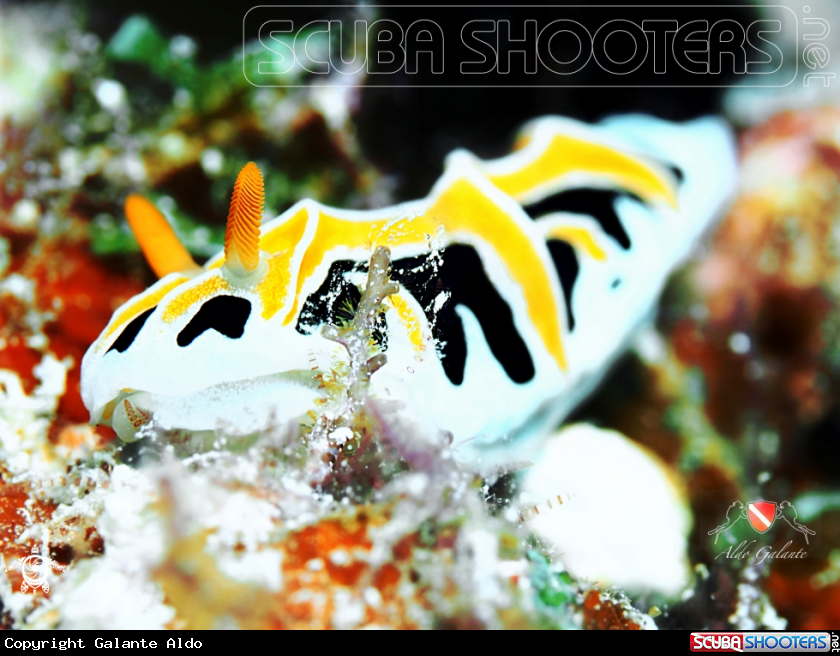 A Nudibranch