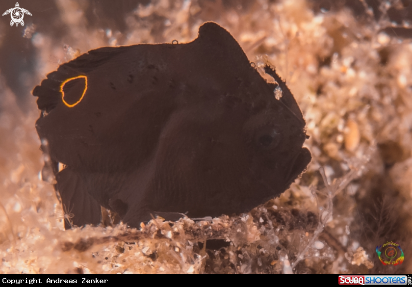 A occelated frogfish