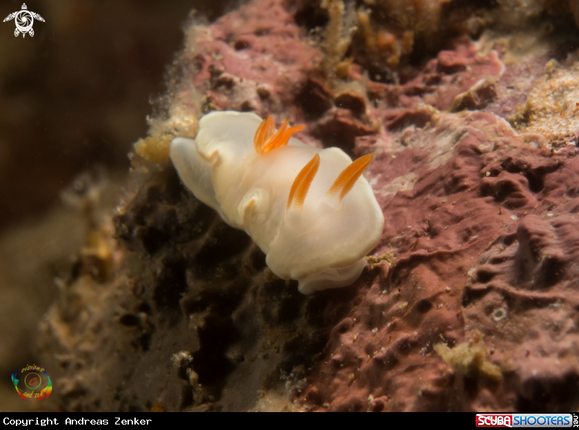 A Glossodoris electra