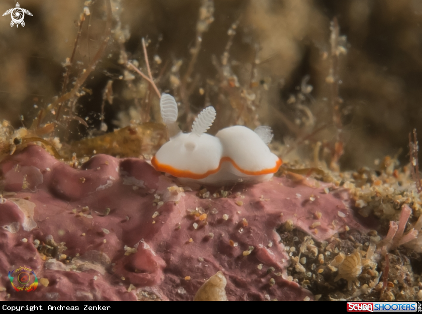 A Goniobranchus albonares
