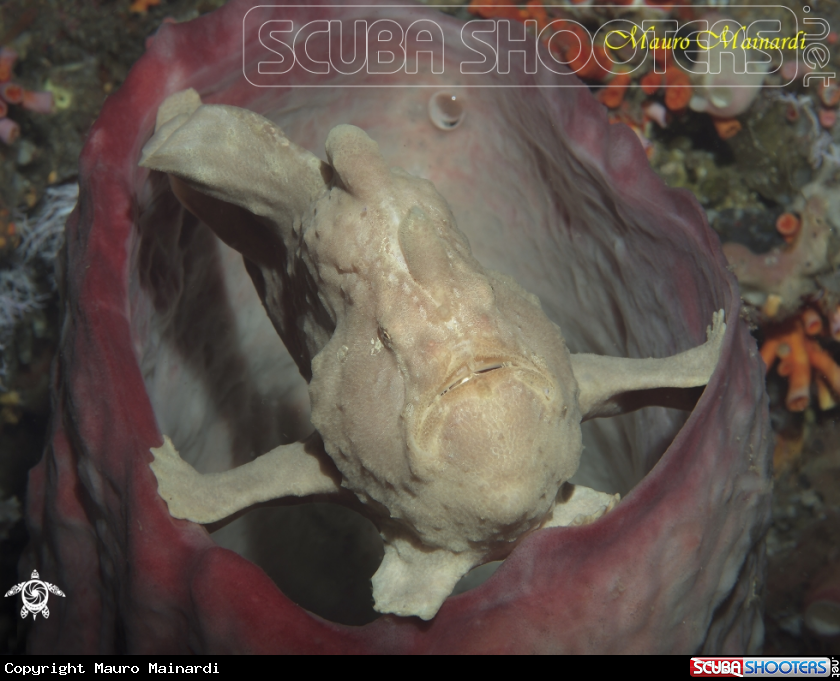 A Frogfish