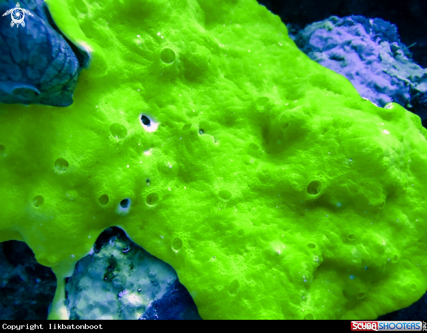 A sponge coral