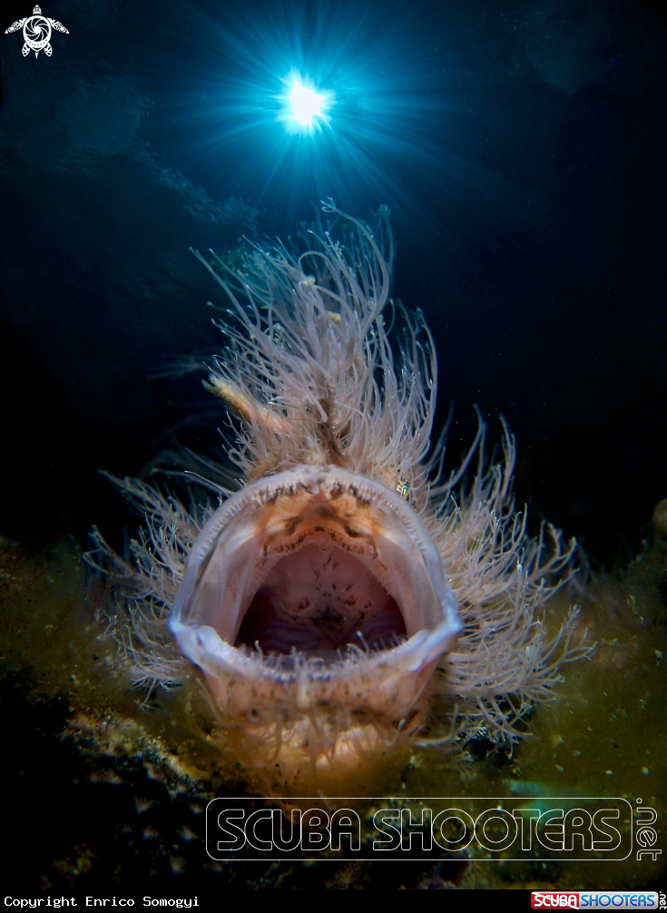 A Hairy Frogfish