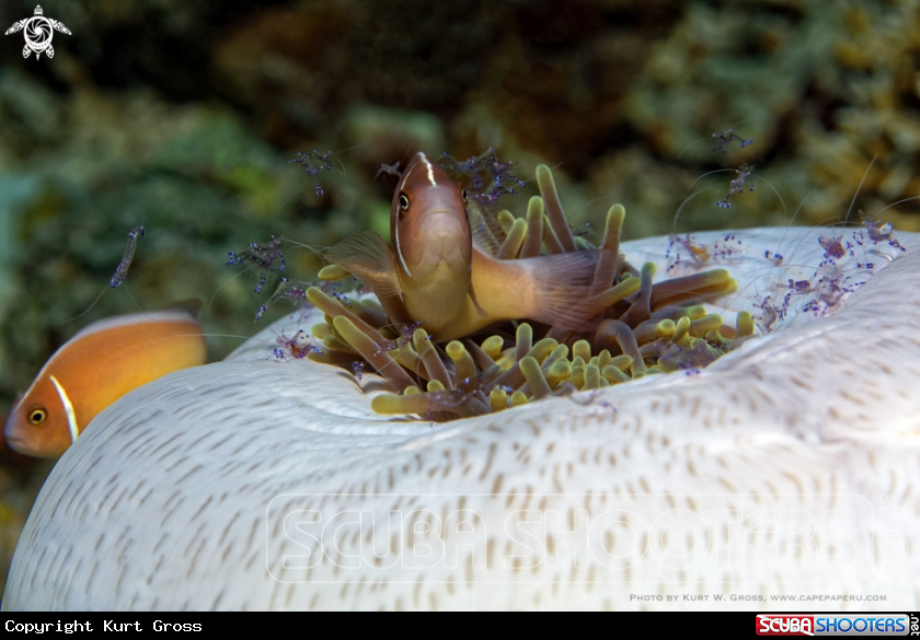 A Clownfish