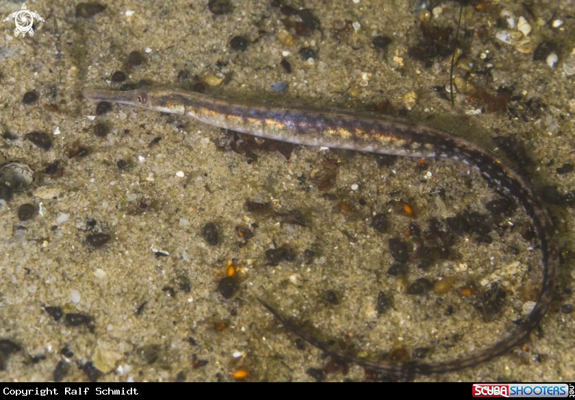 A Syngnathidae