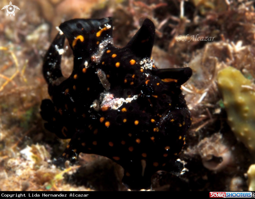 A juvenile frogfish