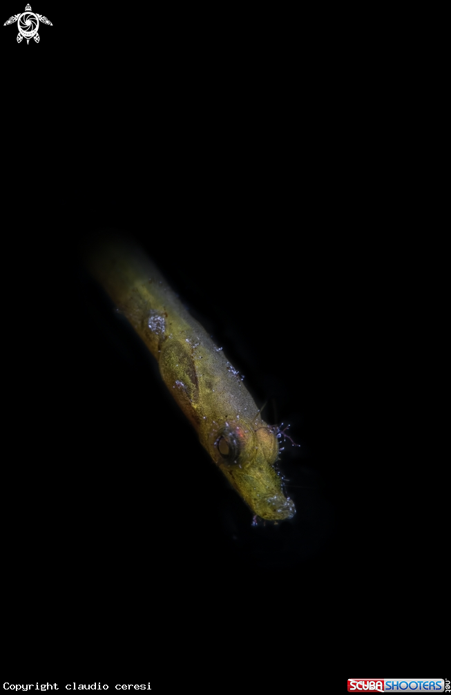 A pygmy pipefish