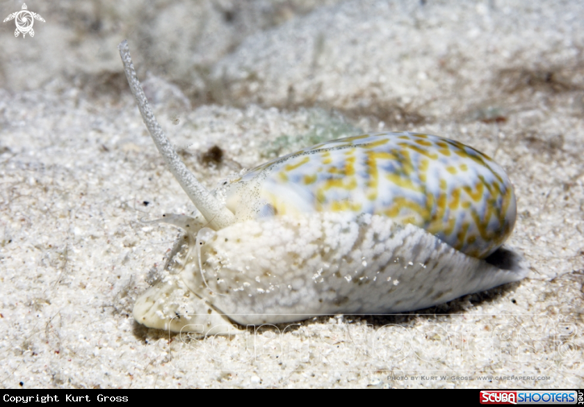 A Olivar snail