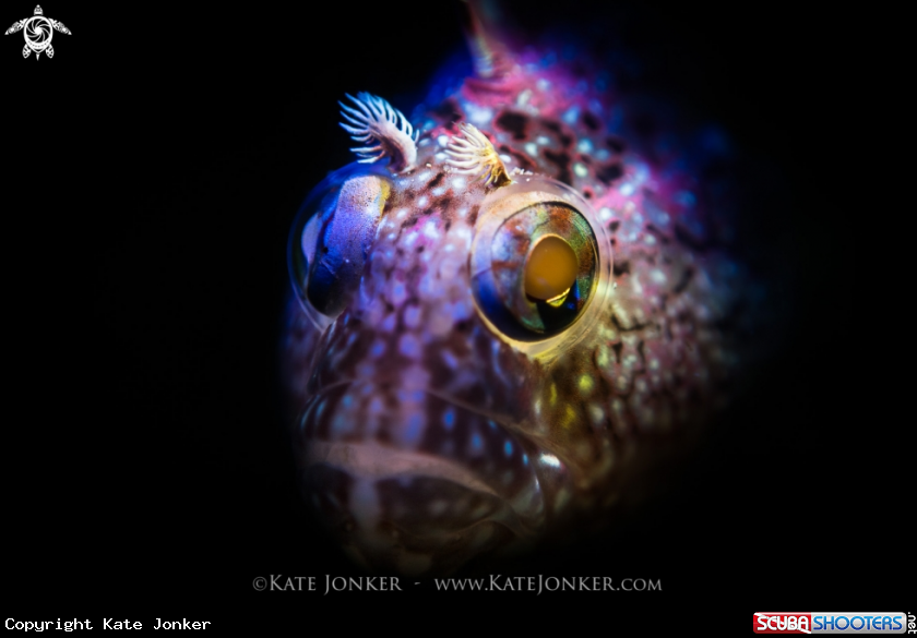 A Super Klipfish