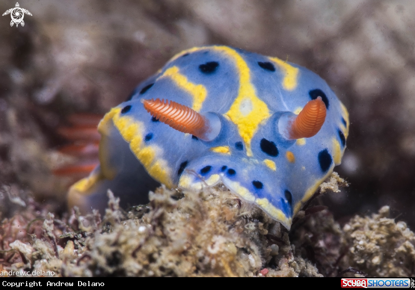A Nudibranch