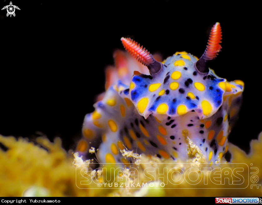 A Hypselodoris