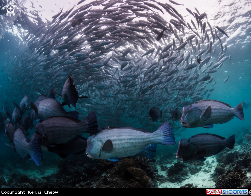 A Bumphead Parrotfish and Jackfish