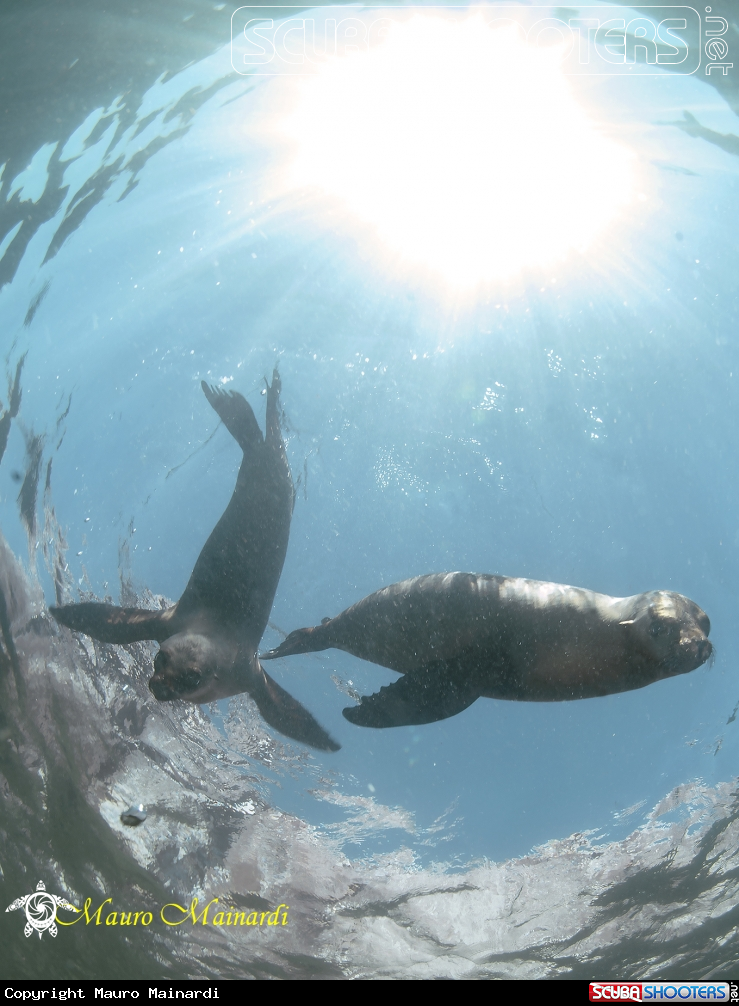 A Sealion