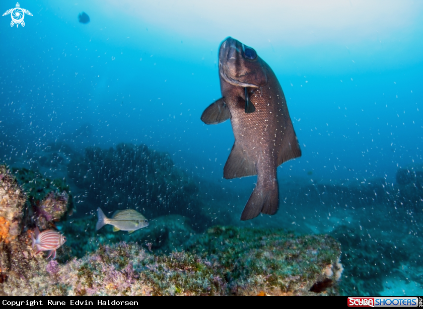 A Fish (larvaes and adults) 