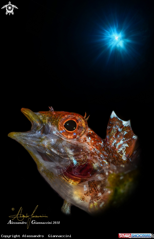 A Tripterygion delaisi